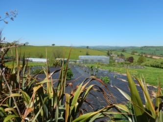Voorgrond: New Zealand Flax. Dit is zeer sterk natuurlijk bindmateriaal dat je ipv koord kan gebruiken